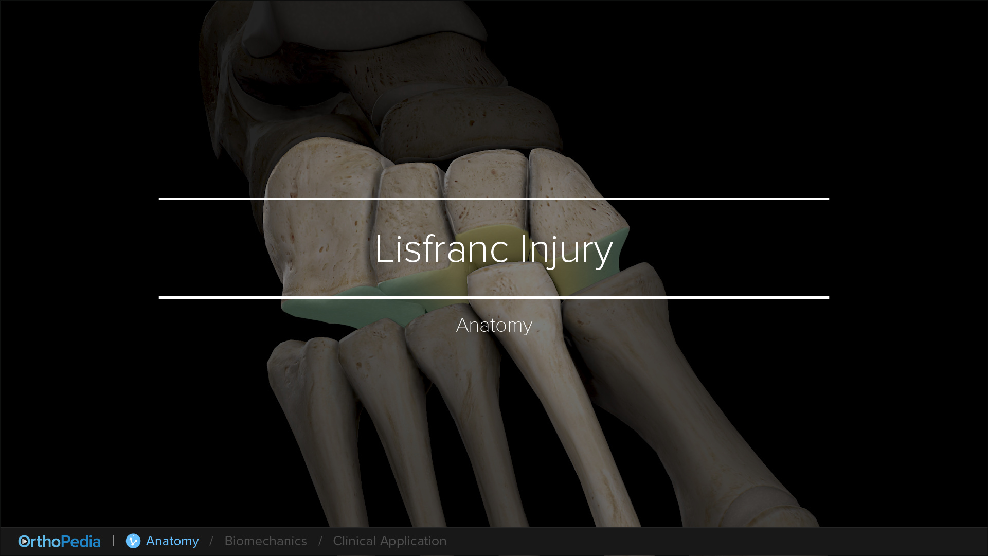 Anatomy of the Foot With Lisfranc Injuries